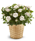 White Rose Plant